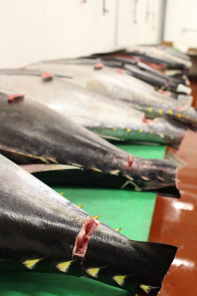 All You Need to Know About Tuna Grading Samuels Seafood