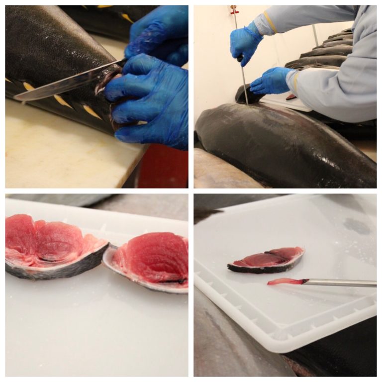 All You Need to Know About Tuna Grading Samuels Seafood